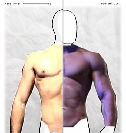 Torso Comparison
