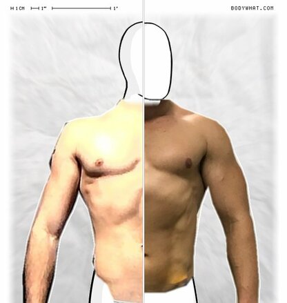 Torso Comparison