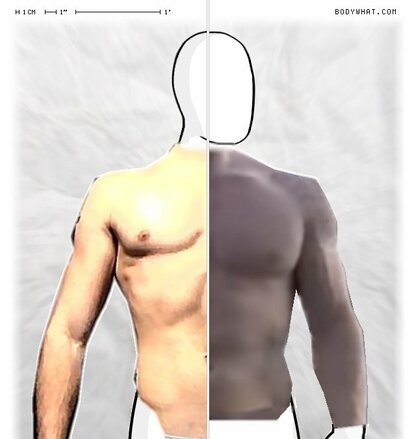Torso Comparison