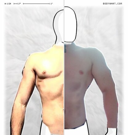Torso Comparison
