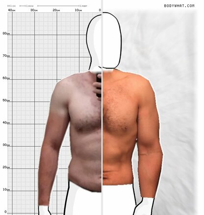 Torso Comparison