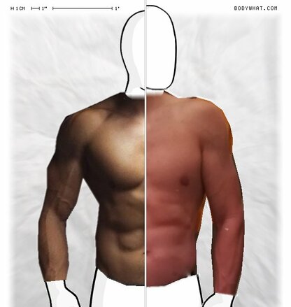 Torso Comparison