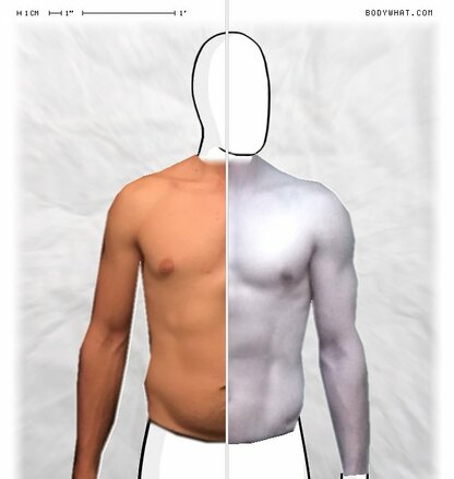 Torso Comparison