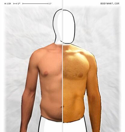 Torso Comparison