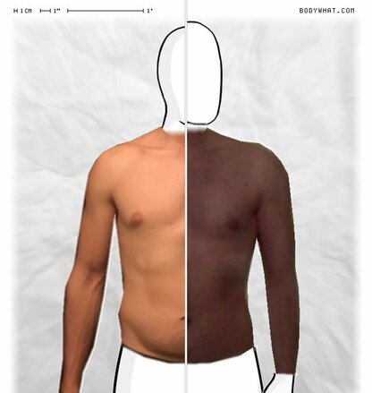 Torso Comparison