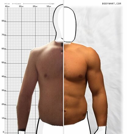 Torso Comparison