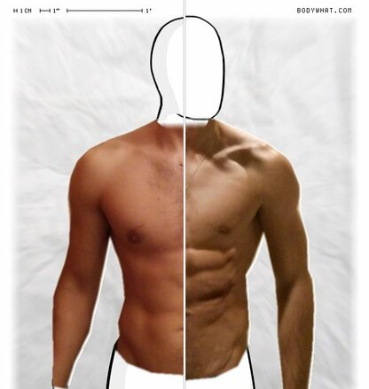 Torso Comparison