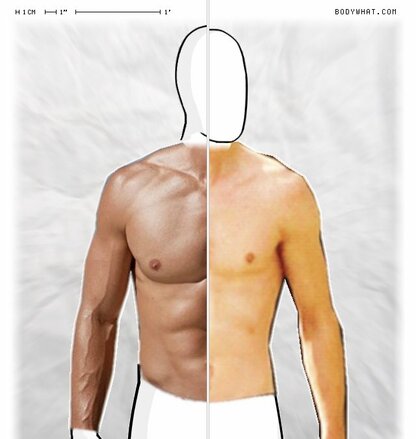 Torso Comparison