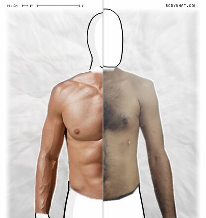 Torso Comparison