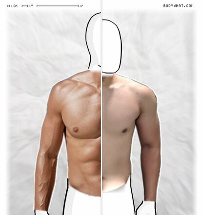 Torso Comparison