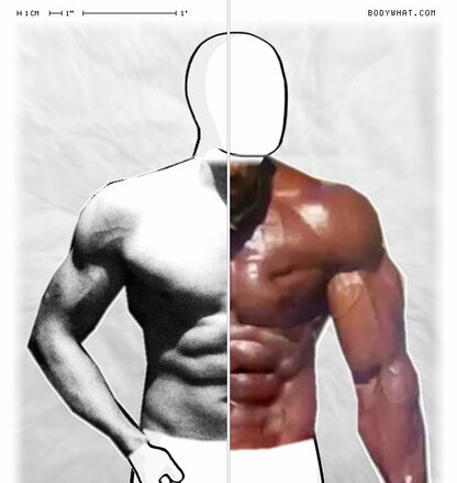 Torso Comparison