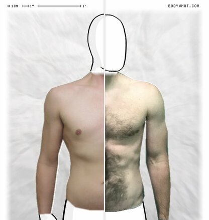 Torso Comparison