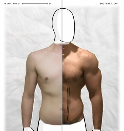 Torso Comparison