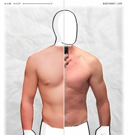 Torso Comparison