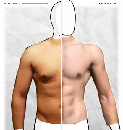 Torso Comparison