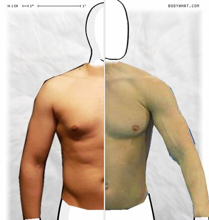 Torso Comparison