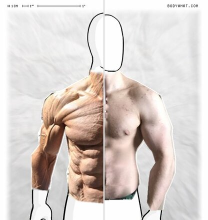 Torso Comparison