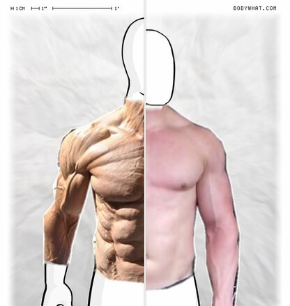 Torso Comparison