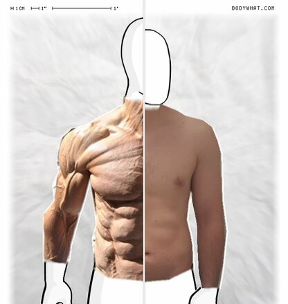 Torso Comparison