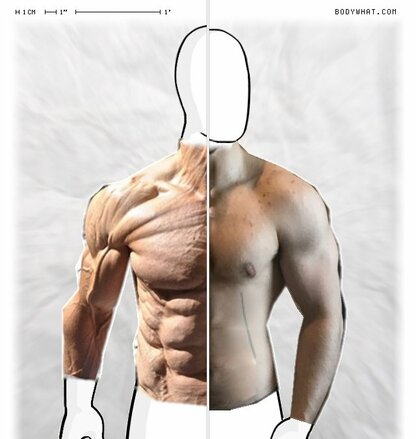 Torso Comparison