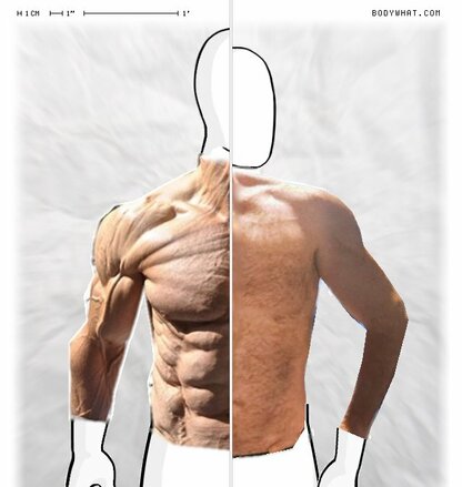 Torso Comparison