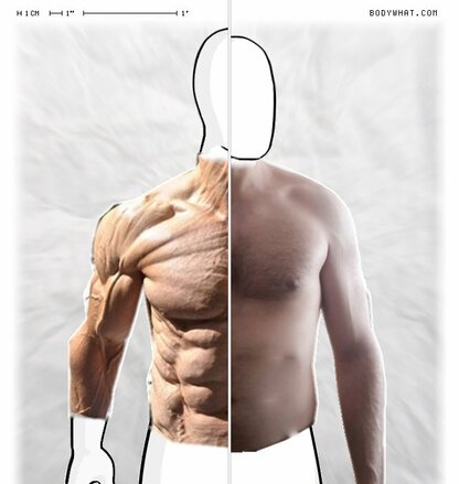 Torso Comparison