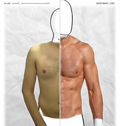 Torso Comparison