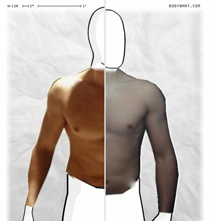 Torso Comparison