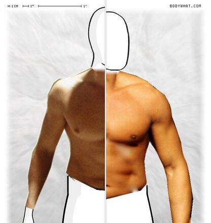 Torso Comparison