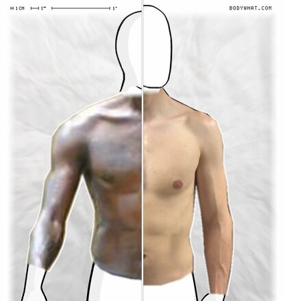 Torso Comparison