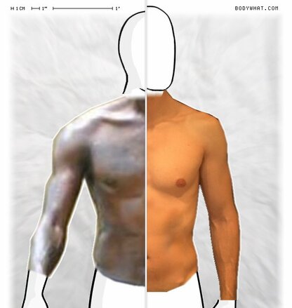 Torso Comparison