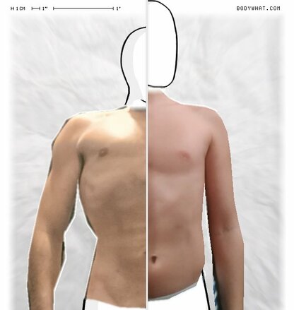 Torso Comparison