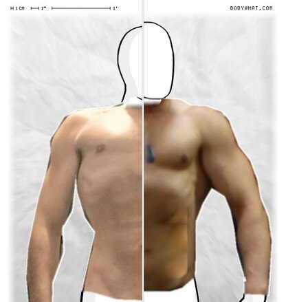 Torso Comparison