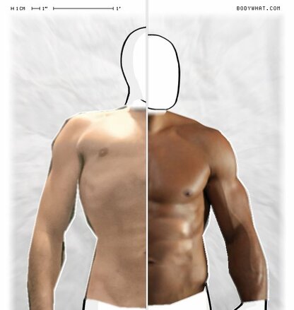 Torso Comparison