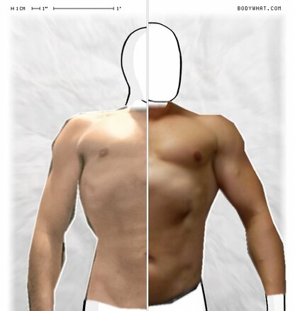 Torso Comparison