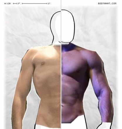 Torso Comparison