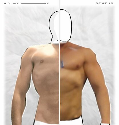 Torso Comparison