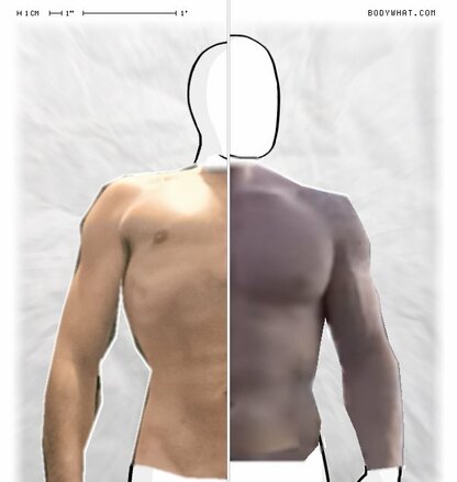 Torso Comparison