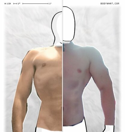 Torso Comparison