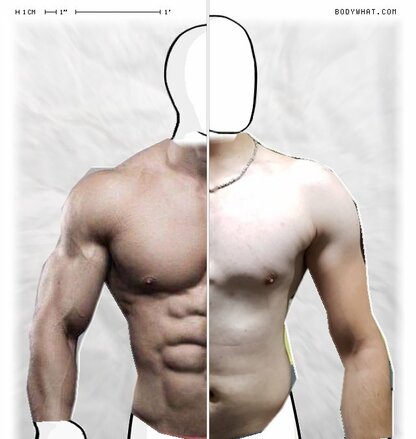 Torso Comparison