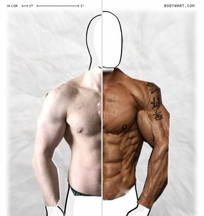 Torso Comparison