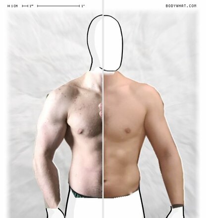 Torso Comparison