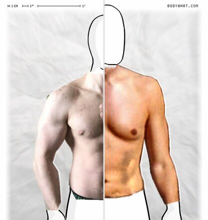 Torso Comparison