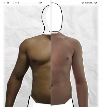 Torso Comparison