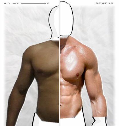 Torso Comparison