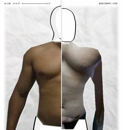 Torso Comparison