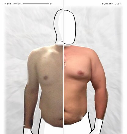 Torso Comparison