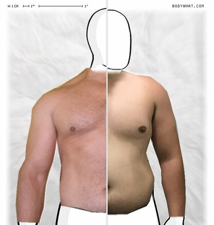 Torso Comparison