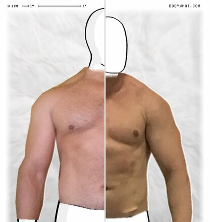 Torso Comparison