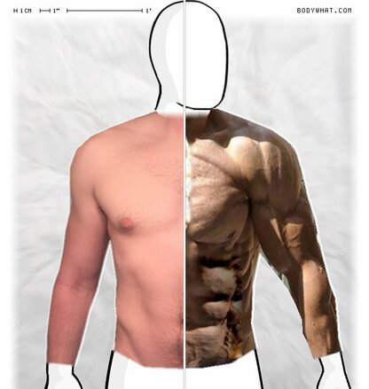 Torso Comparison